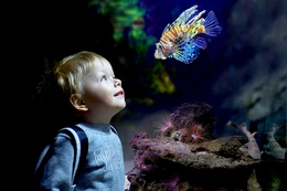 Детям будут безумно интересно и познавательно посетить питерский  океанариум