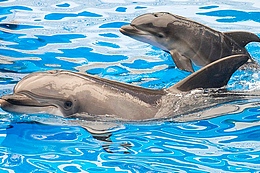 Дельфинарий - отличный вариант для отдыха с детьми в Санкт-Петербурге