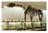«Путешествие в палеонтологический музей»