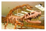 Экскурсия в палеонтологический музей, Москва: Однодневная экскурсия