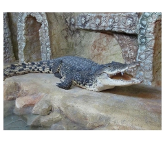 Ялтинский крокодиляриум  - отдых с детьми в Крыму